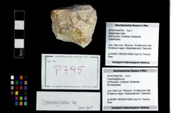 Foto (Objekt + Etikett) von Cracensigillatus sp.  (NHMW-GEO-2014-0194-0795)